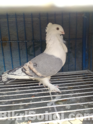 সাটিন মাদি কবুতর